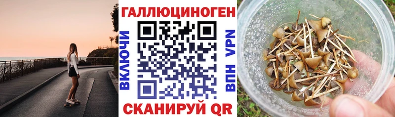 Псилоцибиновые грибы Psilocybe Динская